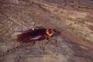 American Cockroach