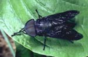 American Horse Fly