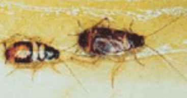 Brownbanded Cockroach