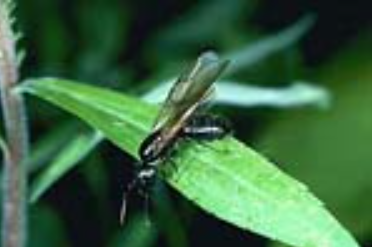 Carpenter Ant