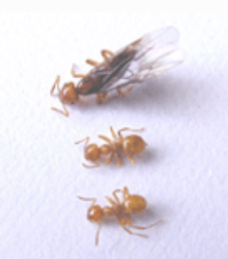 Citronella Ants