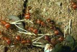 Harvester Ant