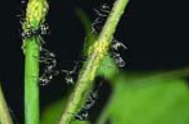 Little Black Ant