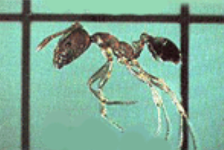 Pharaoh Ant